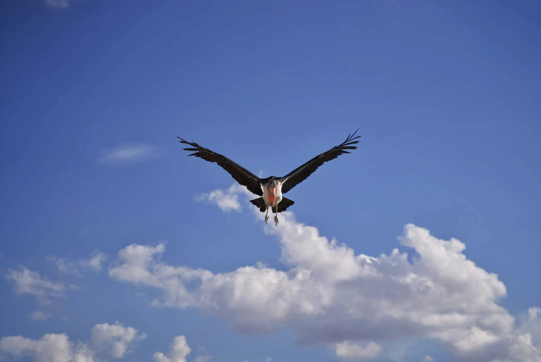Puy du Fou