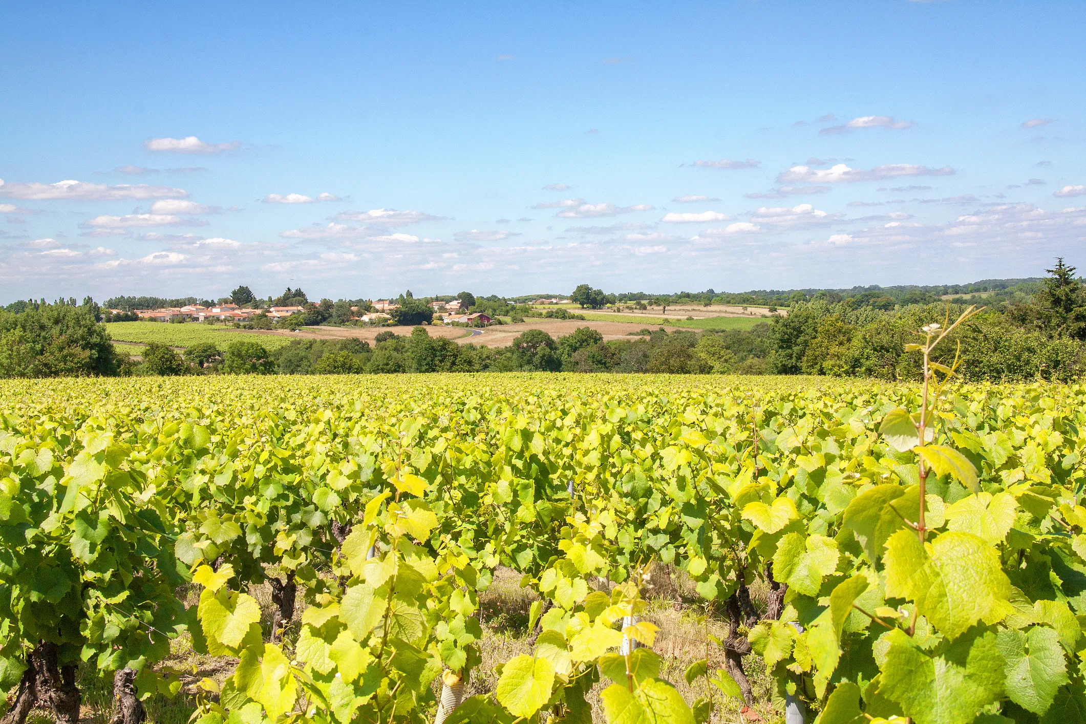 Le vignoble nantais