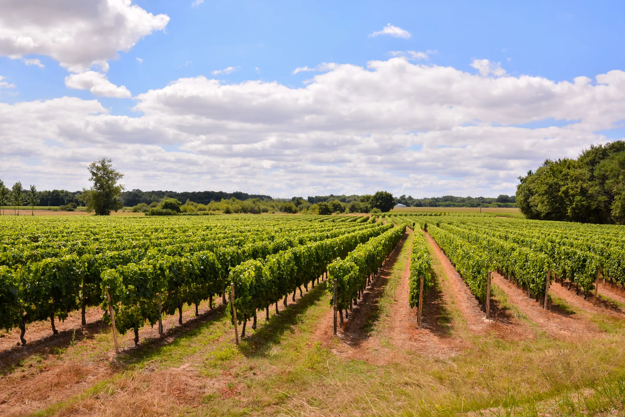 Vendée & vignoble nantais